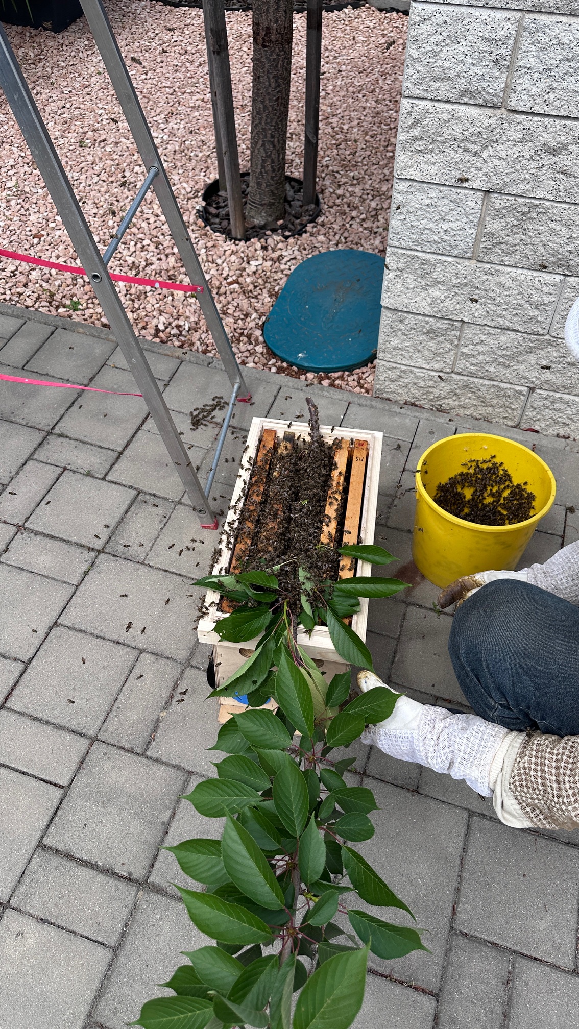 Odchyt rojacich sa včiel na strome