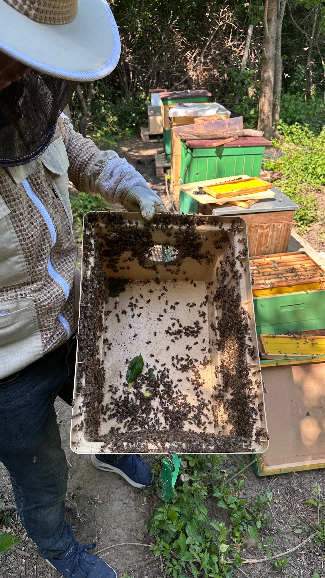 Odstraňovanie včiel z povaly