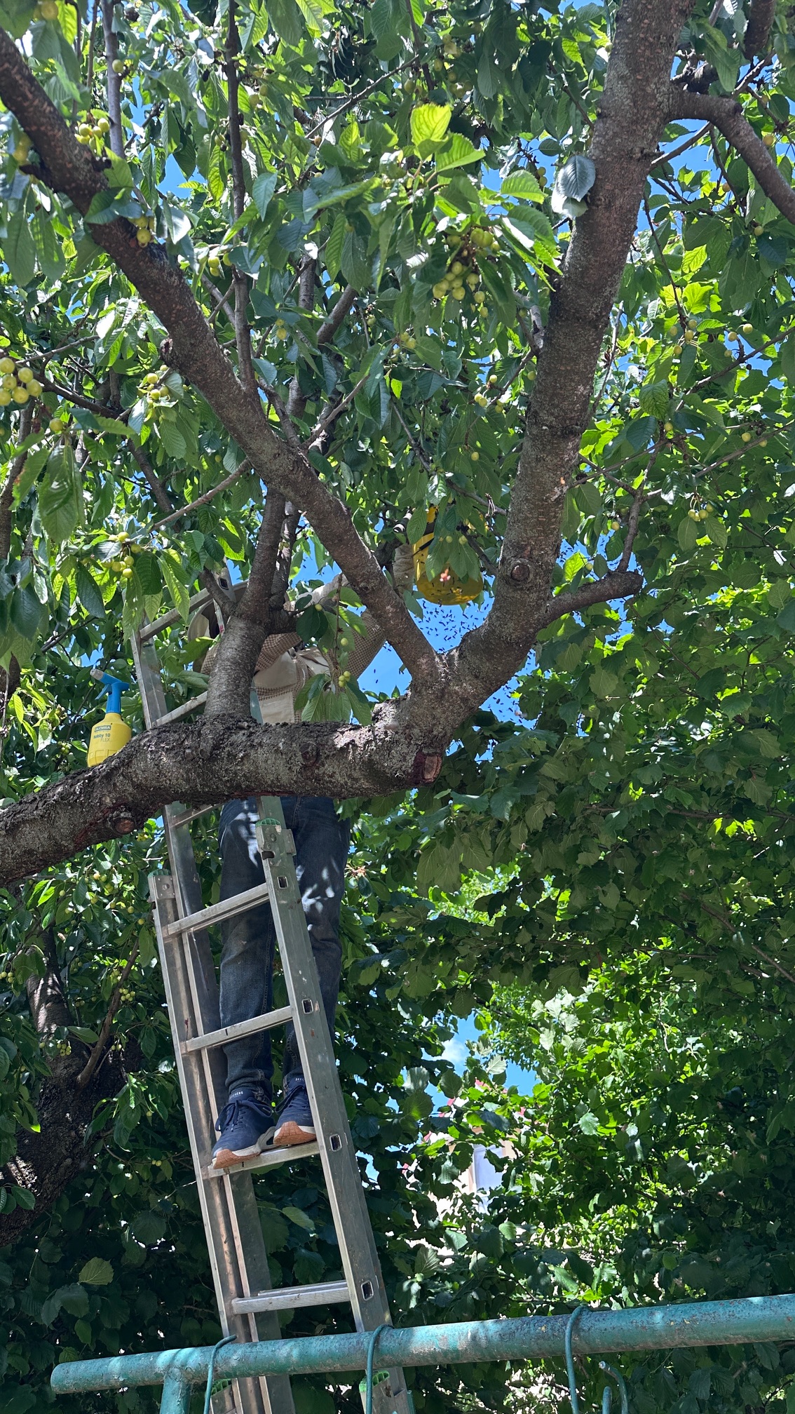 Prenos včelieho roja